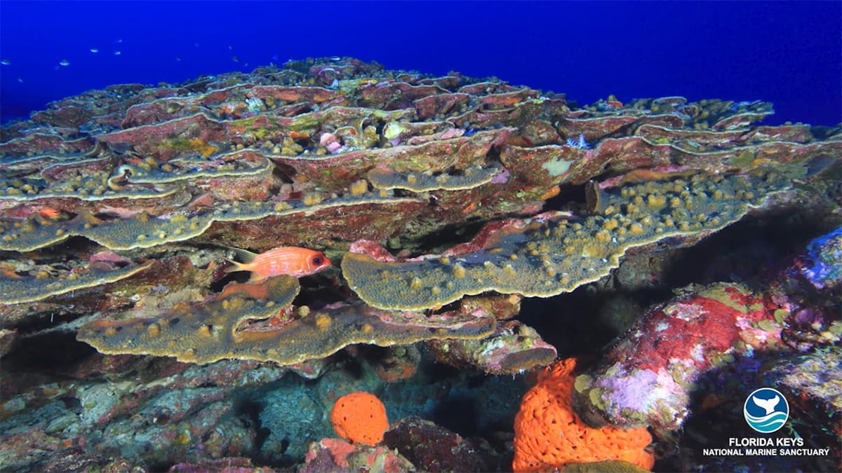 View of colorful corals and fish in the Florida Keys.